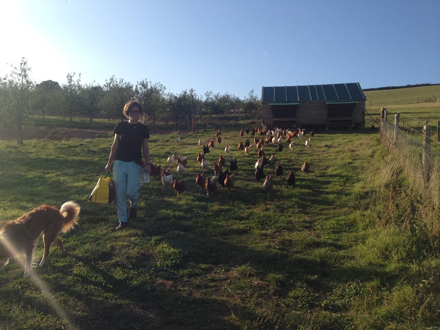 Pip walking through a field of free-ranging hens with a dog, mobile hen house behind