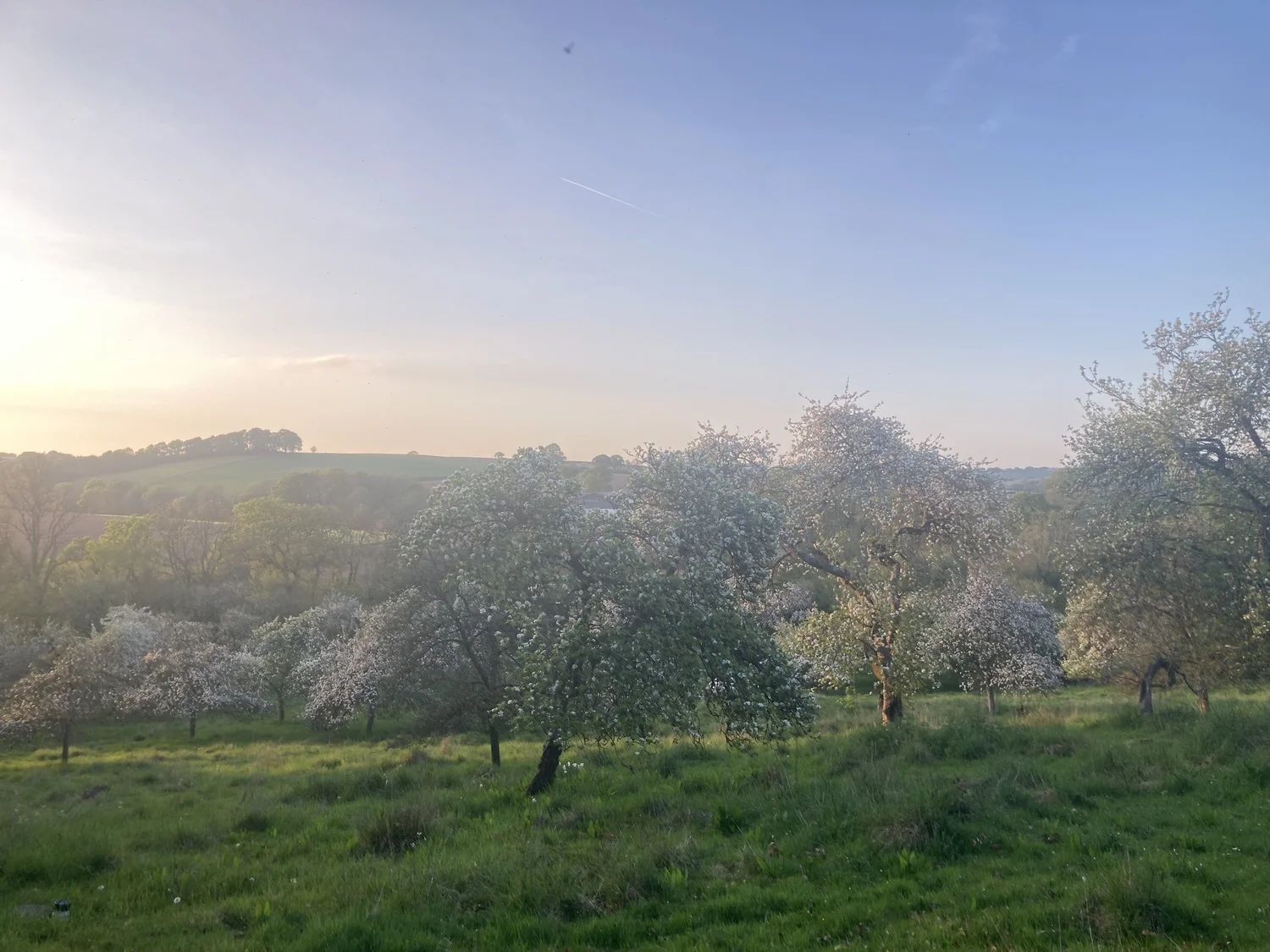 The traditional apple orchard at North Down Farm in blossom at sunset